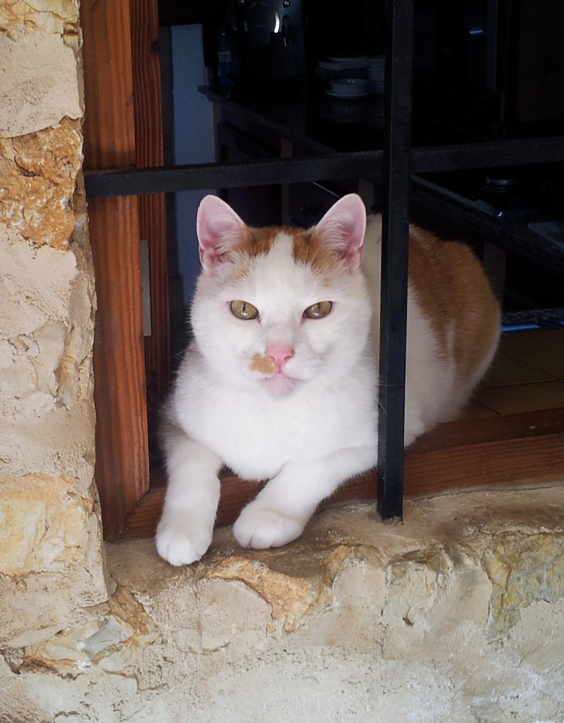 Kater in Finca