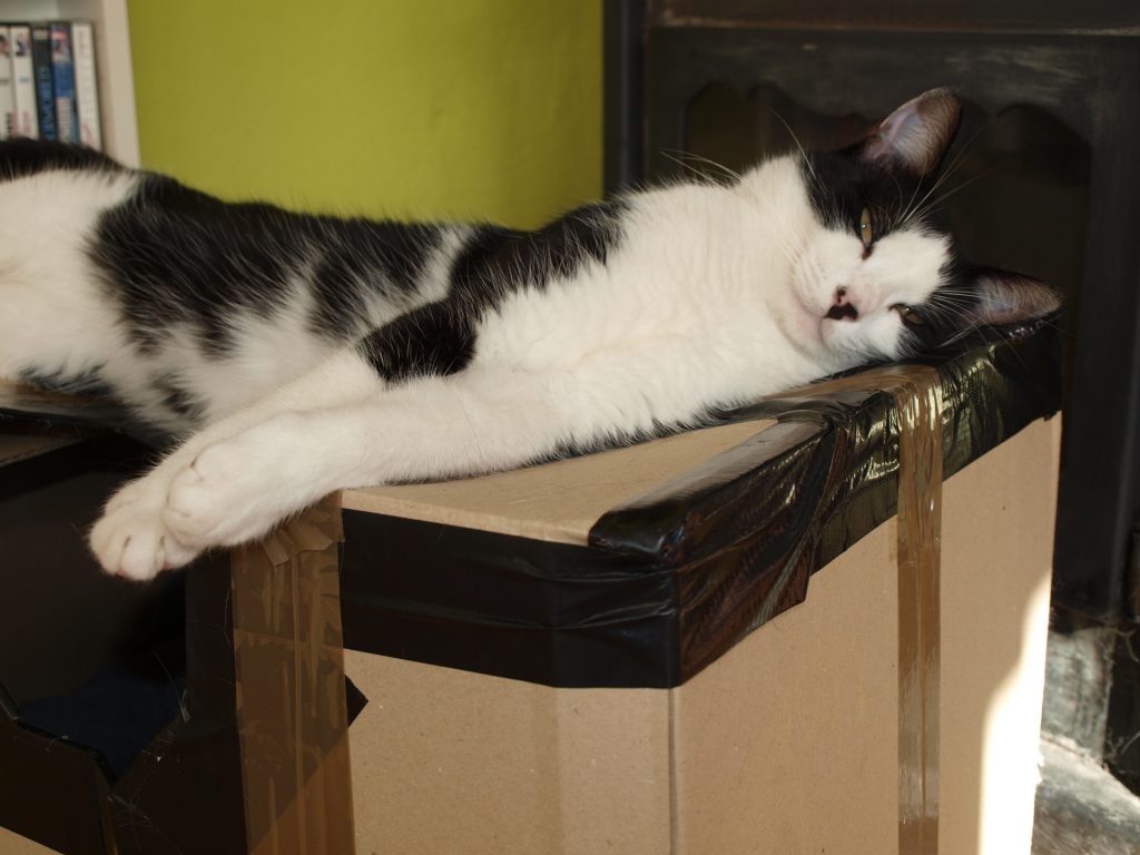 Kater mit Katzenkühlschrank