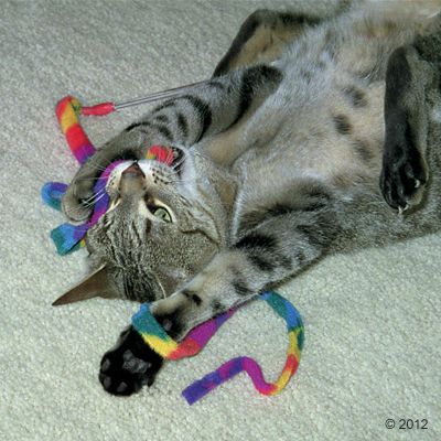 Katze spielt mit Spielangel Cat Charmer