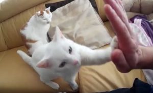 High Five - Katze macht "Gib mir fünf"