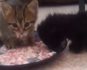 Kitten fressen Barf
